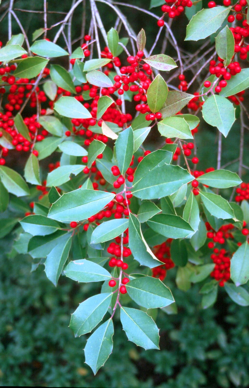savannah holly.jpg thumbnail